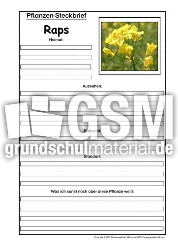 Pflanzensteckbrief-Raps.pdf